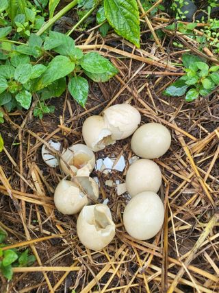 최승국님의 사과 · 품질 향상 작성글 사진