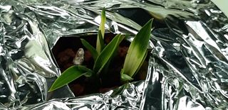 시금치20540님의 9월 내 작물 자랑하기 · 참여글 작성글 사진