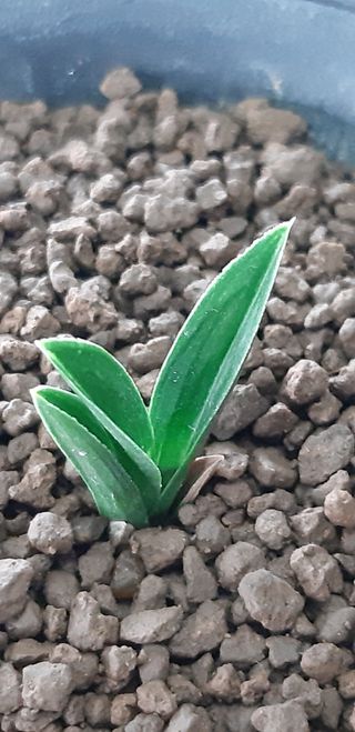 시금치20540님의 9월 내 작물 자랑하기 · 참여글 작성글 사진