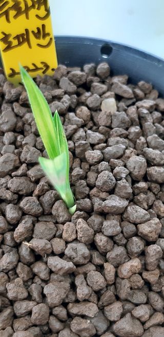 시금치20540님의 9월 내 작물 자랑하기 · 참여글 작성글 사진