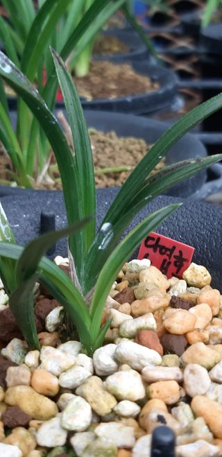 시금치20540님의 9월 내 작물 자랑하기 · 참여글 작성글 사진