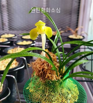 시금치20540님의 9월 내 작물 자랑하기 · 참여글 작성글 사진