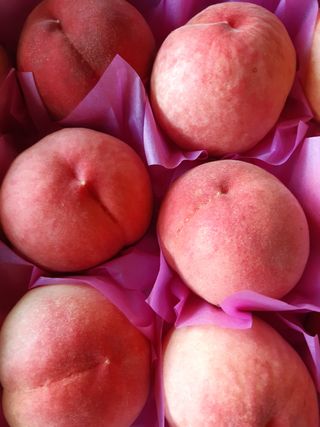 이용근님의 복숭아 · 병해충상담 작성글 사진