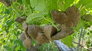 이정운님의 9월 내 작물 자랑하기 · 참여글 작성글 사진