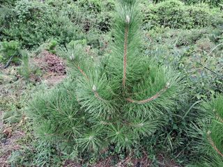 이정운님의 9월 내 작물 자랑하기 · 참여글 작성글 사진