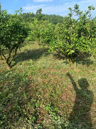 쭈야네농장님의 귤 · 영농일지 작성글 사진