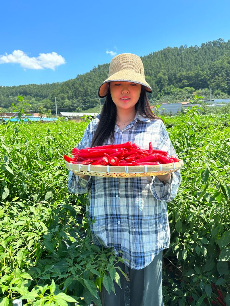 김성미님의 장터 판매 상품 [직접농사지은 깨끗한 햇 고춧가루 판매해요] 첨부 사진