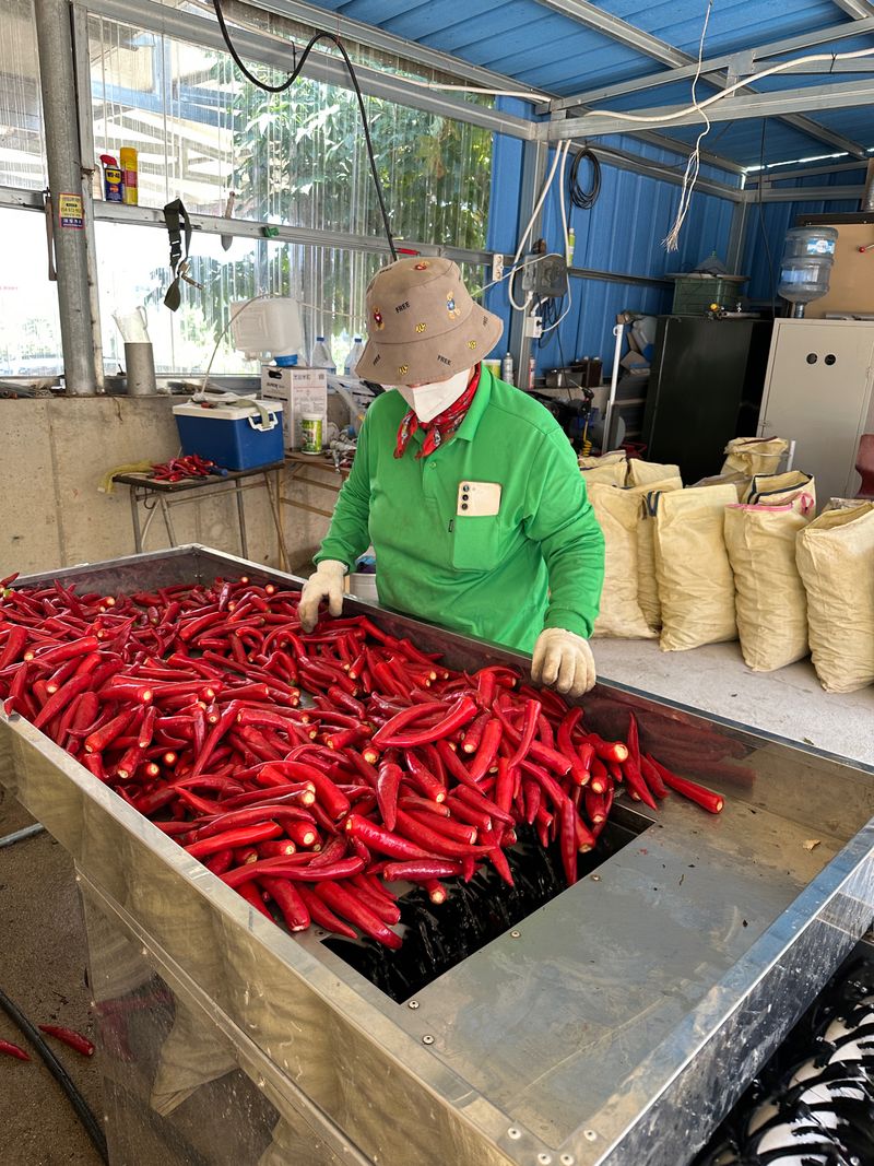 김성미님의 장터 판매 상품 [직접농사지은 깨끗한 햇 고춧가루 판매해요] 첨부 사진