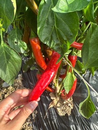 김성미님의 작성글 사진