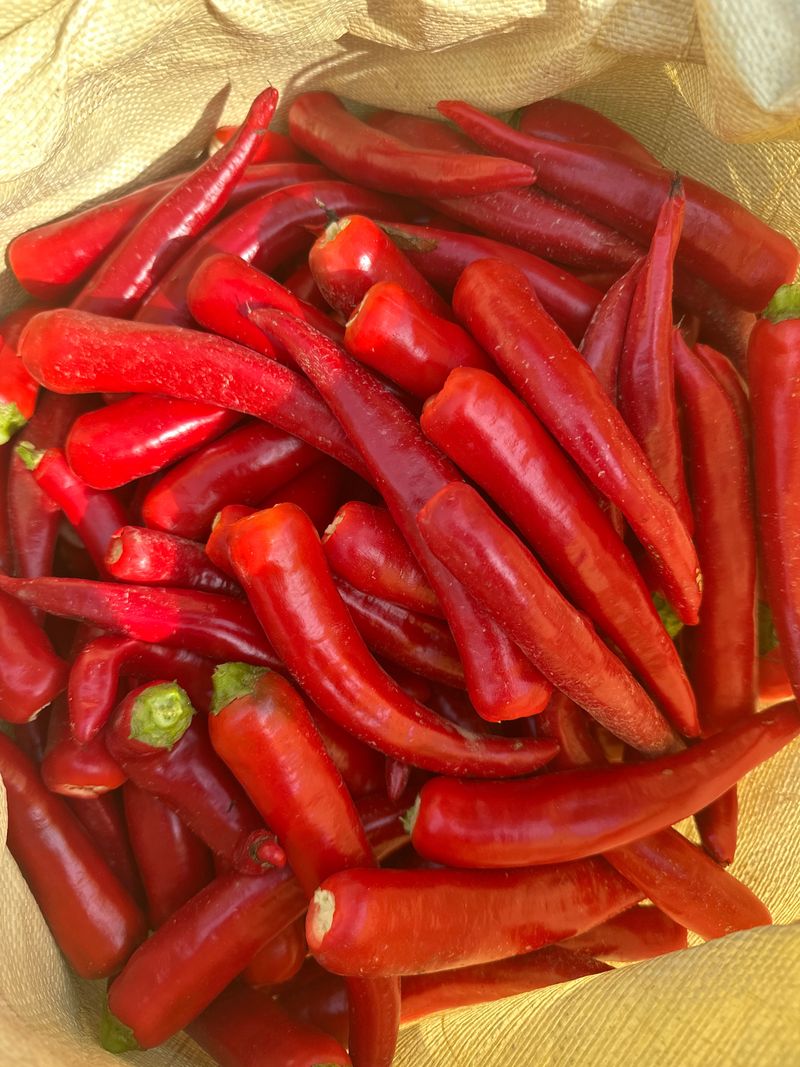 김성미님의 장터 판매 상품 [직접농사지은 깨끗한 햇 고춧가루 판매해요] 첨부 사진