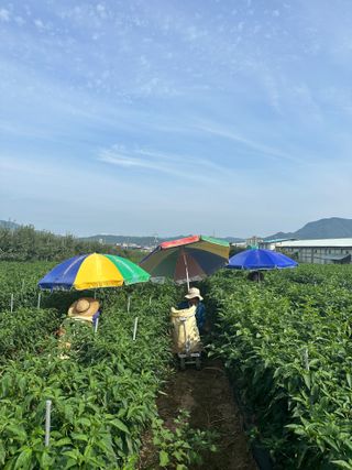 김성미님의 작성글 사진