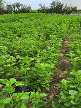 팜모닝 9월 내 작물 자랑하기·참여글 게시글 이미지