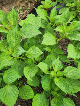 김연숙님의 9월 내 작물 자랑하기 · 참여글 작성글 사진