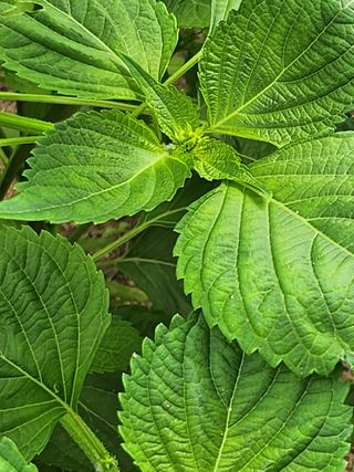 김연숙님의 9월 내 작물 자랑하기 · 참여글 작성글 사진