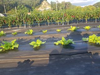 유목님의 9월 내 작물 자랑하기 · 참여글 작성글 사진