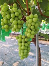 팜모닝 9월 내 작물 자랑하기·참여글 게시글 이미지