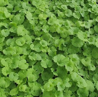 이기자원예종묘님의 작성글 사진