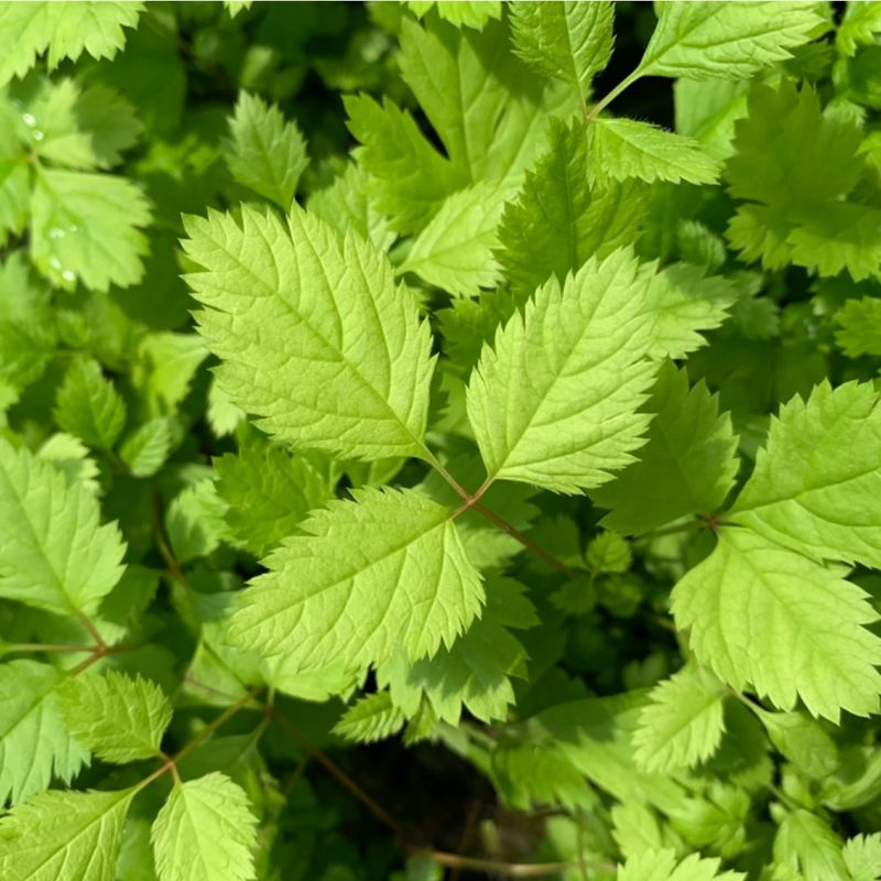 장터 상품 [눈개승마(삼나물) 모종 2년생] 썸네일