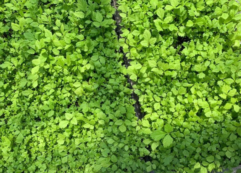 이기자원예종묘님의 장터 판매 상품 [눈개승마(삼나물) 모종 2년생] 첨부 사진