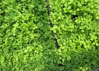 이기자원예종묘님의 작성글 사진