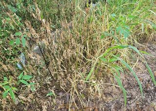 자연치유농법님의 농자재정보 · 제품정보 작성글 사진