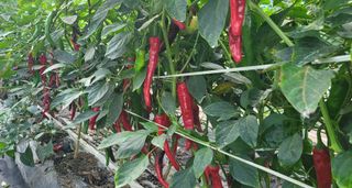 심기섭님의 고추 · 영농일지 작성글 사진