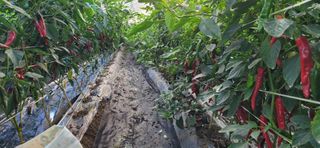 심기섭님의 고추 · 영농일지 작성글 사진