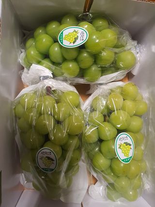 최지훈님의 포도 · 영농일지 작성글 사진