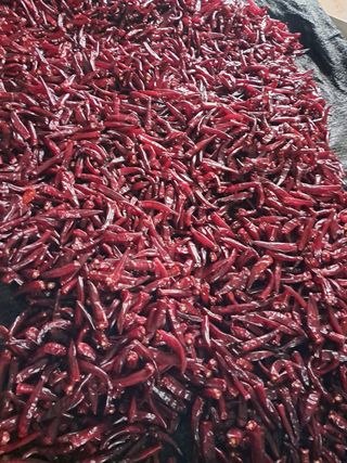 리포님의 고추 · 영농일지 작성글 사진