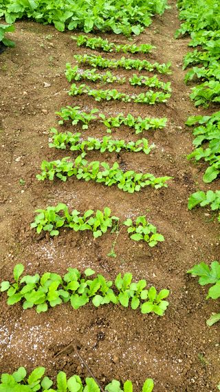 Fly up님의 기타작물 · 자유게시판 작성글 사진