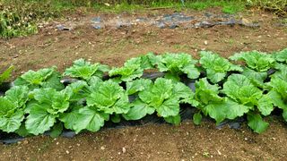 Fly up님의 기타작물 · 자유게시판 작성글 사진