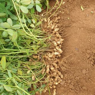 청송농장16987님의 자유주제 · 자유게시판 작성글 사진