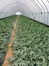 팜모닝 9월 내 작물 자랑하기·참여글 게시글 이미지