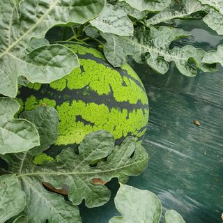 최영수님의 9월 내 작물 자랑하기 · 참여글 작성글 사진