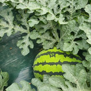 최영수님의 9월 내 작물 자랑하기 · 참여글 작성글 사진