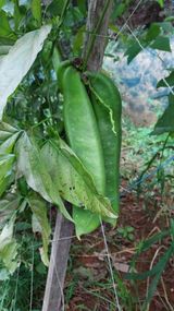 팜모닝 9월 내 작물 자랑하기·참여글 게시글 이미지