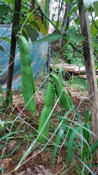 천지창조님의 9월 내 작물 자랑하기 · 참여글 작성글 사진