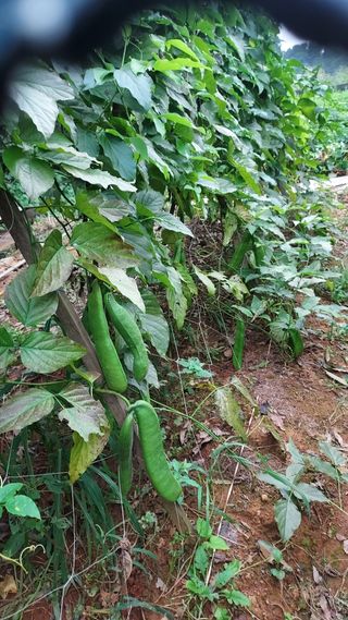 천지창조님의 9월 내 작물 자랑하기 · 참여글 작성글 사진