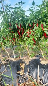 팜모닝 9월 내 작물 자랑하기·참여글 게시글 이미지