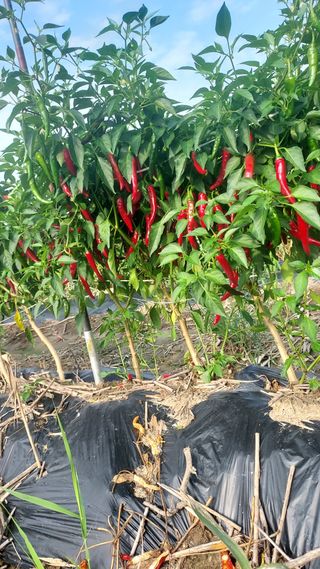 천지창조님의 9월 내 작물 자랑하기 · 참여글 작성글 사진