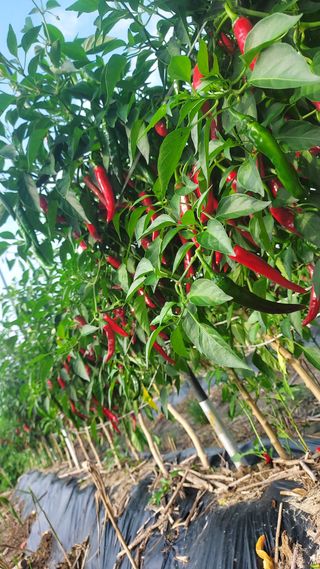 천지창조님의 9월 내 작물 자랑하기 · 참여글 작성글 사진