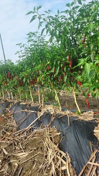 천지창조님의 9월 내 작물 자랑하기 · 참여글 작성글 사진