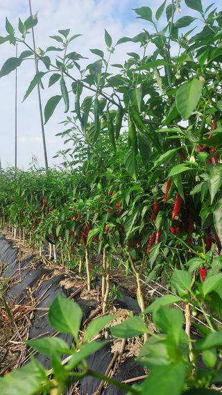 천지창조님의 9월 내 작물 자랑하기 · 참여글 작성글 사진