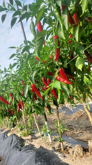 천지창조님의 9월 내 작물 자랑하기 · 참여글 작성글 사진