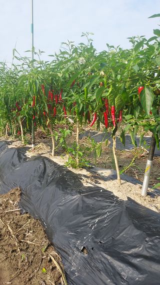 천지창조님의 9월 내 작물 자랑하기 · 참여글 작성글 사진