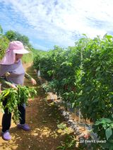 팜모닝 9월 내 작물 자랑하기·참여글 게시글 이미지