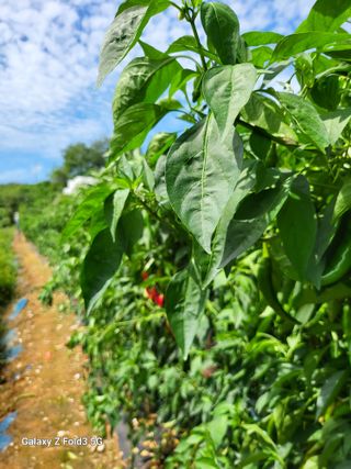 배추14011김영화님의 9월 내 작물 자랑하기 · 참여글 작성글 사진