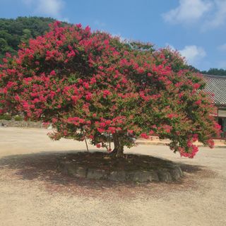 최덕재님의 9월 내 작물 자랑하기 · 참여글 작성글 사진