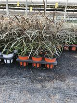 팜모닝 9월 내 작물 자랑하기·참여글 게시글 이미지