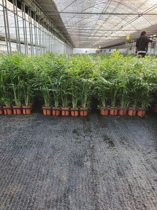 최영수님의 9월 내 작물 자랑하기 · 참여글 작성글 사진